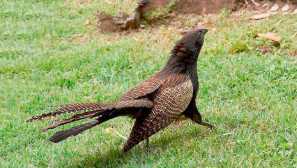 Phasanya shorthbie kukučka